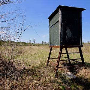 Photo of SOLD!!  111 Acres of Hunting and Timber Land For Sale in Craven County NC!