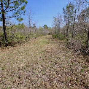 Photo of SOLD!!  111 Acres of Hunting and Timber Land For Sale in Craven County NC!