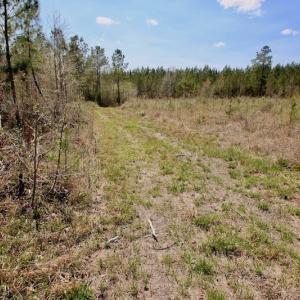 Photo of SOLD!!  111 Acres of Hunting and Timber Land For Sale in Craven County NC!
