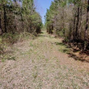 Photo of SOLD!!  111 Acres of Hunting and Timber Land For Sale in Craven County NC!