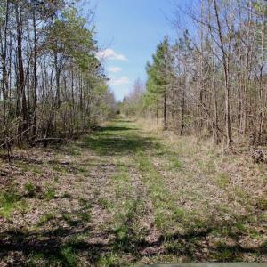 Photo of SOLD!!  111 Acres of Hunting and Timber Land For Sale in Craven County NC!