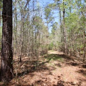 Photo of SOLD!!  111 Acres of Hunting and Timber Land For Sale in Craven County NC!