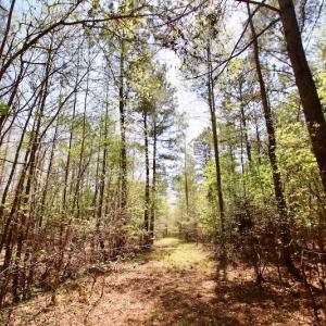 Photo of SOLD!!  111 Acres of Hunting and Timber Land For Sale in Craven County NC!