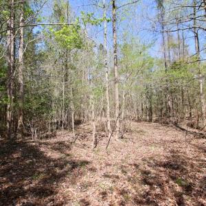 Photo of SOLD!!  111 Acres of Hunting and Timber Land For Sale in Craven County NC!