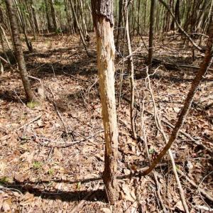 Photo of SOLD!!  111 Acres of Hunting and Timber Land For Sale in Craven County NC!