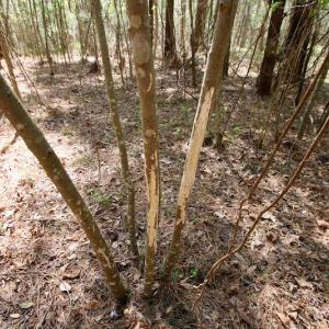 Photo of SOLD!!  111 Acres of Hunting and Timber Land For Sale in Craven County NC!