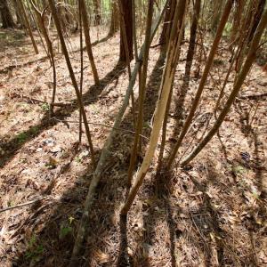 Photo of SOLD!!  111 Acres of Hunting and Timber Land For Sale in Craven County NC!