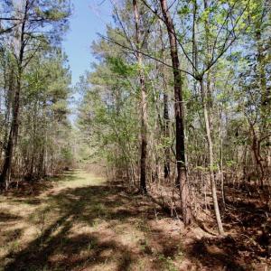 Photo of SOLD!!  111 Acres of Hunting and Timber Land For Sale in Craven County NC!