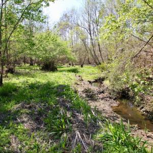 Photo of SOLD!!  111 Acres of Hunting and Timber Land For Sale in Craven County NC!