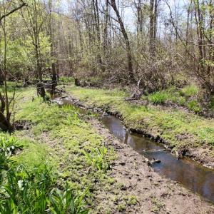 Photo of SOLD!!  111 Acres of Hunting and Timber Land For Sale in Craven County NC!