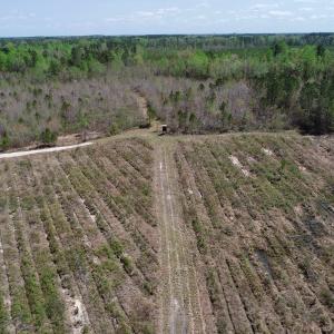 Photo of SOLD!!  111 Acres of Hunting and Timber Land For Sale in Craven County NC!