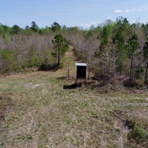 Photo of SOLD!!  111 Acres of Hunting and Timber Land For Sale in Craven County NC!