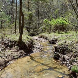 Photo of UNDER CONTRACT!  6 Acres of Hunting and Recreational Land with Cabin For Sale in Amherst County VA!