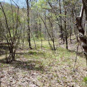 Photo of UNDER CONTRACT!  6 Acres of Hunting and Recreational Land with Cabin For Sale in Amherst County VA!