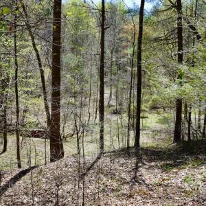 Photo of UNDER CONTRACT!  6 Acres of Hunting and Recreational Land with Cabin For Sale in Amherst County VA!