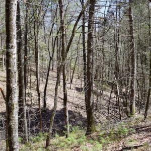 Photo of UNDER CONTRACT!  6 Acres of Hunting and Recreational Land with Cabin For Sale in Amherst County VA!