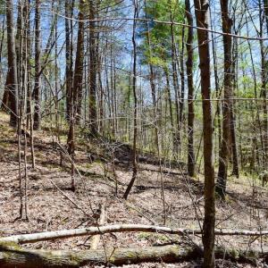 Photo of UNDER CONTRACT!  6 Acres of Hunting and Recreational Land with Cabin For Sale in Amherst County VA!