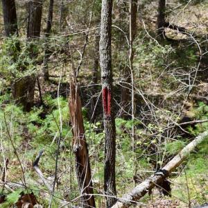 Photo of UNDER CONTRACT!  6 Acres of Hunting and Recreational Land with Cabin For Sale in Amherst County VA!
