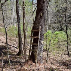 Photo of UNDER CONTRACT!  6 Acres of Hunting and Recreational Land with Cabin For Sale in Amherst County VA!