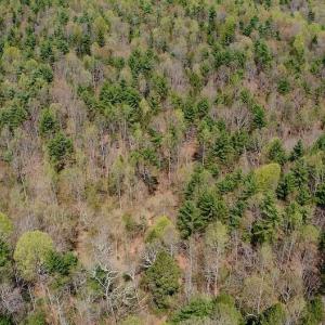 Photo of UNDER CONTRACT!  6 Acres of Hunting and Recreational Land with Cabin For Sale in Amherst County VA!