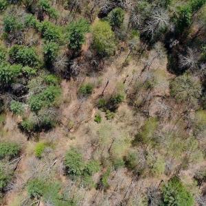Photo of UNDER CONTRACT!  6 Acres of Hunting and Recreational Land with Cabin For Sale in Amherst County VA!
