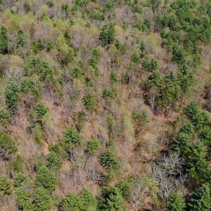 Photo of UNDER CONTRACT!  6 Acres of Hunting and Recreational Land with Cabin For Sale in Amherst County VA!