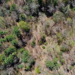 Photo of UNDER CONTRACT!  6 Acres of Hunting and Recreational Land with Cabin For Sale in Amherst County VA!