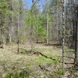 Photo of UNDER CONTRACT!  6 Acres of Hunting and Recreational Land with Cabin For Sale in Amherst County VA!
