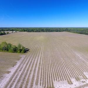 Photo of UNDER CONTRACT!  97.15 Acres of Farm and Hunting Land For Sale in Columbus County NC!
