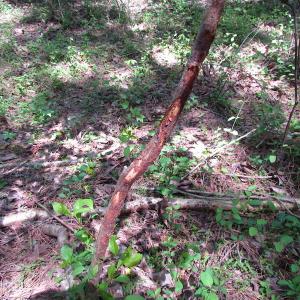 Photo of UNDER CONTRACT!  22 Acres of Residential and Recreational Land For Sale in Suffolk VA!