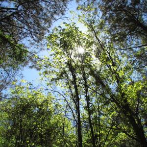 Photo of UNDER CONTRACT!  22 Acres of Residential and Recreational Land For Sale in Suffolk VA!