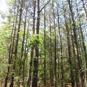 Photo of UNDER CONTRACT!  22 Acres of Residential and Recreational Land For Sale in Suffolk VA!