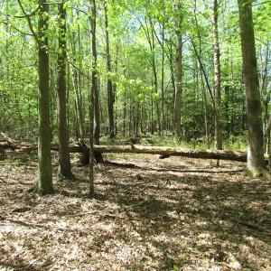Photo of UNDER CONTRACT!  22 Acres of Residential and Recreational Land For Sale in Suffolk VA!