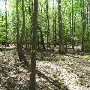 Photo of UNDER CONTRACT!  22 Acres of Residential and Recreational Land For Sale in Suffolk VA!