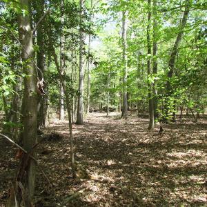 Photo of UNDER CONTRACT!  22 Acres of Residential and Recreational Land For Sale in Suffolk VA!