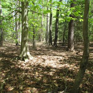 Photo of UNDER CONTRACT!  22 Acres of Residential and Recreational Land For Sale in Suffolk VA!
