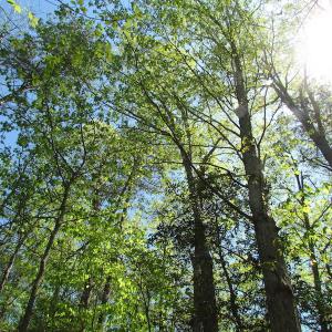 Photo of UNDER CONTRACT!  22 Acres of Residential and Recreational Land For Sale in Suffolk VA!