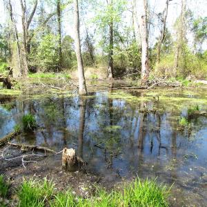 Photo of UNDER CONTRACT!  22 Acres of Residential and Recreational Land For Sale in Suffolk VA!