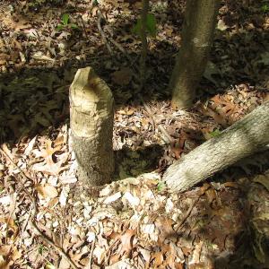Photo of UNDER CONTRACT!  22 Acres of Residential and Recreational Land For Sale in Suffolk VA!