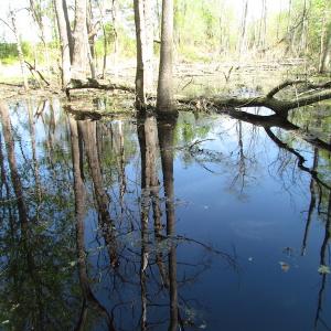 Photo of UNDER CONTRACT!  22 Acres of Residential and Recreational Land For Sale in Suffolk VA!