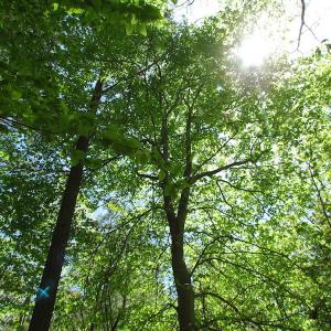 Photo of UNDER CONTRACT!  22 Acres of Residential and Recreational Land For Sale in Suffolk VA!