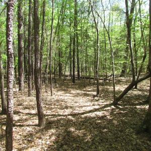 Photo of UNDER CONTRACT!  22 Acres of Residential and Recreational Land For Sale in Suffolk VA!