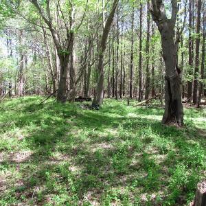 Photo of UNDER CONTRACT!  22 Acres of Residential and Recreational Land For Sale in Suffolk VA!
