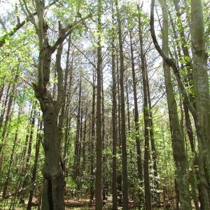 Photo of UNDER CONTRACT!  22 Acres of Residential and Recreational Land For Sale in Suffolk VA!