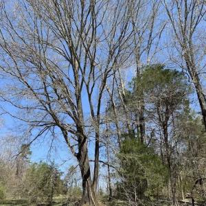 Photo of SOLD!!  42 Acres of Pasture and Timber Land For Sale in Caswell County NC!