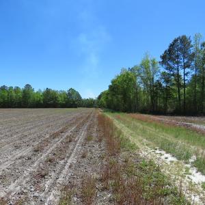 Photo of UNDER CONTRACT!  76 Acres of Farm and Timber Land For Sale in Robeson County NC!