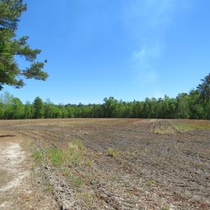 Photo of UNDER CONTRACT!  76 Acres of Farm and Timber Land For Sale in Robeson County NC!