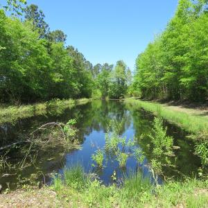 Photo of UNDER CONTRACT!  76 Acres of Farm and Timber Land For Sale in Robeson County NC!