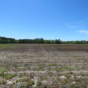Photo of UNDER CONTRACT!  76 Acres of Farm and Timber Land For Sale in Robeson County NC!