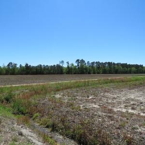Photo of UNDER CONTRACT!  76 Acres of Farm and Timber Land For Sale in Robeson County NC!